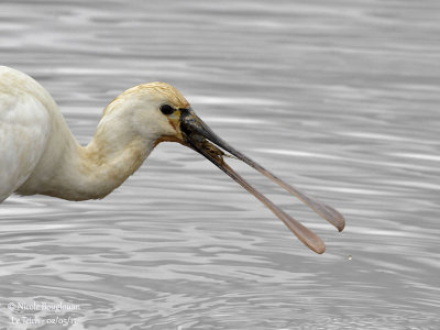 Eurasian Spoonbill 1242