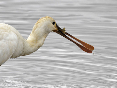 Eurasian Spoonbill 1237