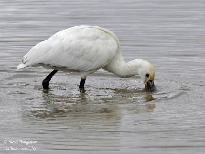 Eurasian Spoonbill 1193