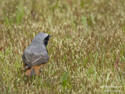 COMMON REDSTART - PHOENICURUS PHOENICURUS - ROUGE-QUEUE A FRONT BLANC