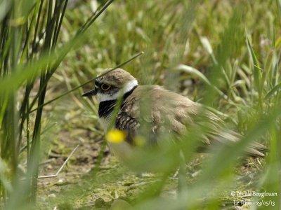 LITTLE-RINGED-PLOVER breeding plumage