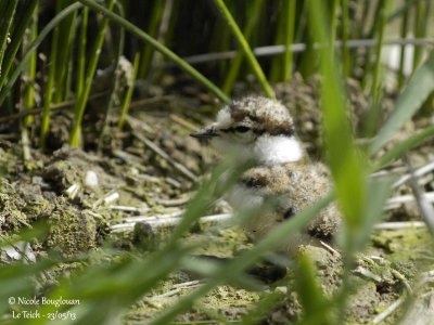 LITTLE-RINGED-PLOVER chick