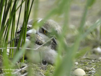 LITTLE-RINGED-PLOVER chick with female
