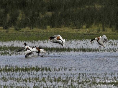 COMMON-SHELDUCK