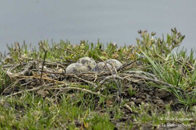 BLACK-WINGED-STILT nest