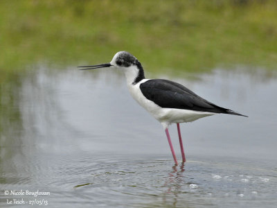 BLACK-WINGED-STILT