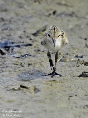 BLACK-WINGED STILT chick 