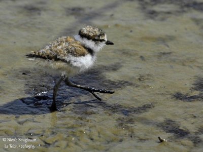 LITTLE-RINGED-PLOVER chick