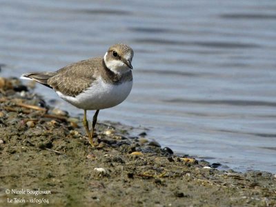 LITTLE-RINGED-PLOVER 