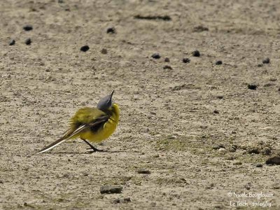 WESTERN YELLOW WAGTAIL male displaying