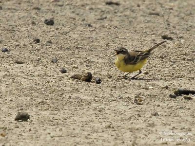 WESTERN YELLOW WAGTAIL female