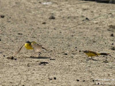 WESTERN YELLOW WAGTAIL chased by female 