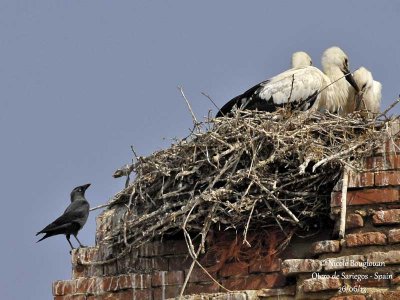 Eurasian Jackdaw and White Storks 4374