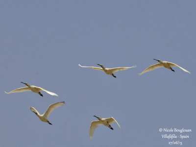 EURASIAN SPOONBILL - PLATALEA LEUCORODIA - SPATULE BLANCHE 