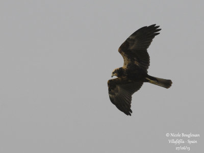 WESTERN MARSH HARRIER - CIRCUS AERUGINOSUS - BUSARD DES ROSEAUX