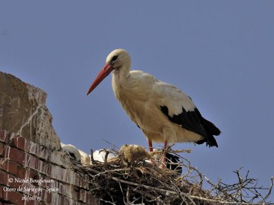 White Stork 4274