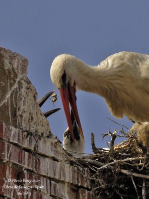 White Stork 4258