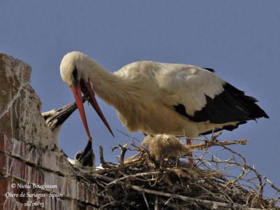 White Stork 4257