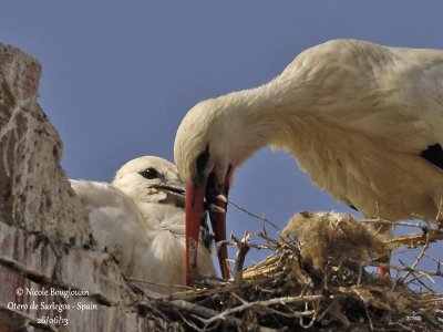 White Stork 4216