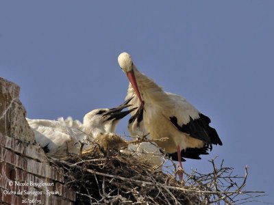 White Stork 4201