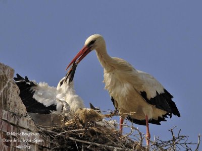 White Stork 4198