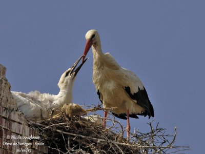 White Stork 4195