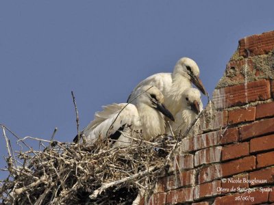 White Stork 4121