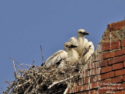 White Stork 4117