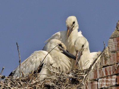 White Stork 4125