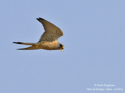 Lesser Kestrel male 4764