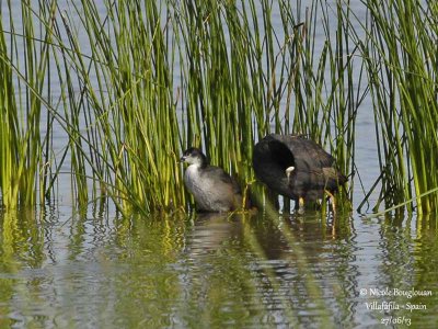 COMMON COOT - FULICA ATRA - FOULQUE MACROULE