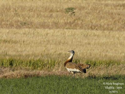 Great Bustard 3433