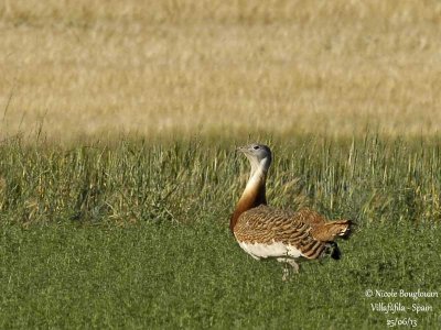 Great Bustard 3422