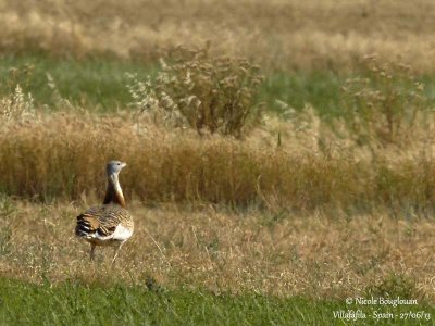 Great Bustard 5147