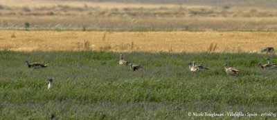 Great Bustard 5278