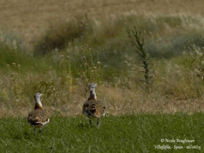 Great Bustard 4515