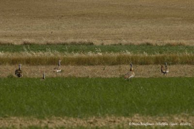 Great Bustard 4545