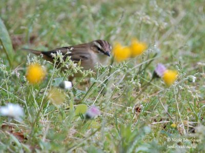 SEDGE WARBLER - ACROCEPHALUS SCHOENOBAENUS - PHRAGMITE DES JONCS