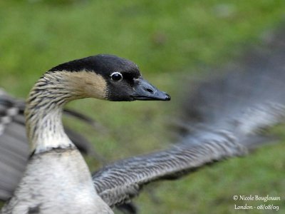 HAWAIIAN GOOSE 