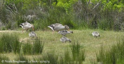 GREYLAG GEESE family group