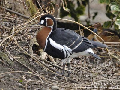 RED-BREASTED GOOSE - BRANTA RUFICOLLIS - BERNACHE A COU ROUX