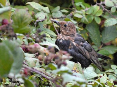 BLACKBIRD juvenile moulting