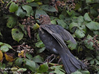 BLACKBIRD juvenile moulting