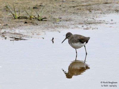 GREEN SANDPIPER - TRINGA OCHROPUS - CHEVALIER CULBLANC