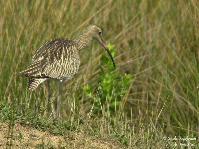 EURASIAN-CURLEW