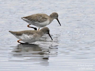 Common Redshank 6475