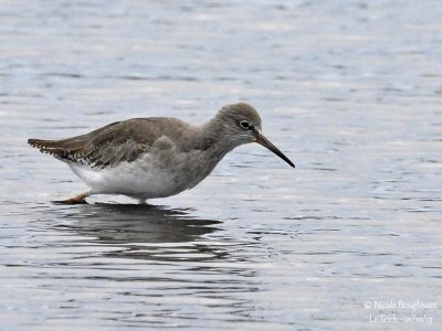 Common Redshank 6481