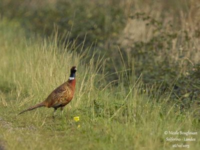 COMMON-PHEASANT-M