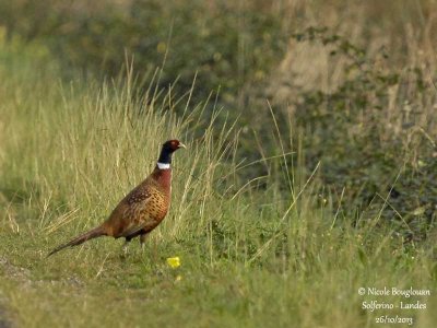 COMMON-PHEASANT-M