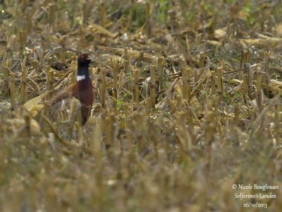 COMMON-PHEASANT-M